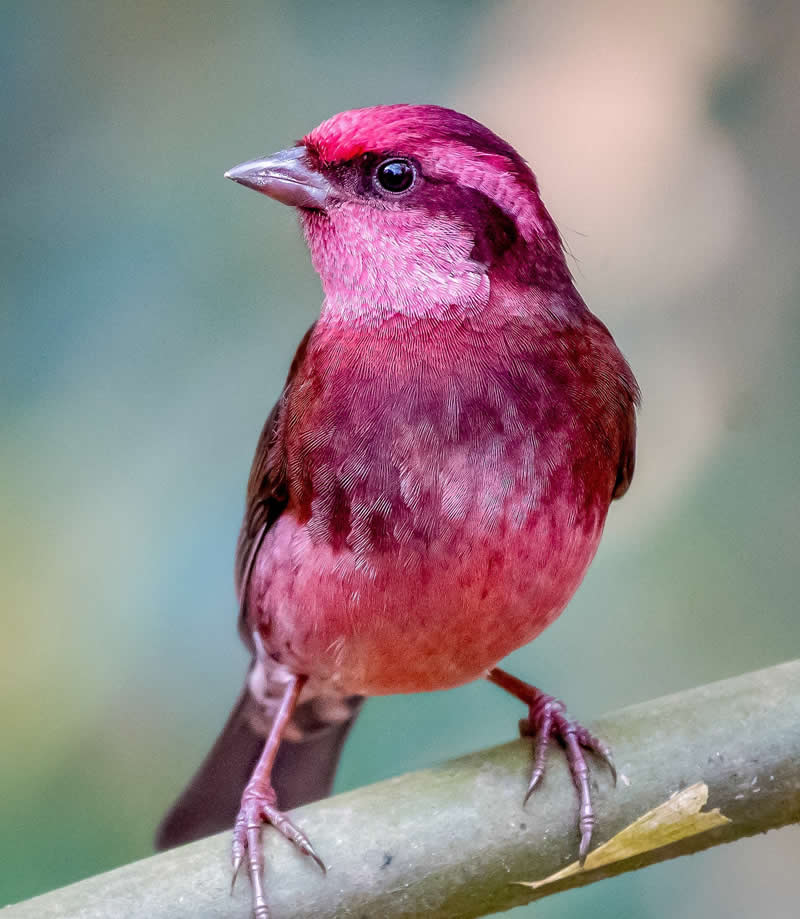 Indian Bird Photography by Grace Marian