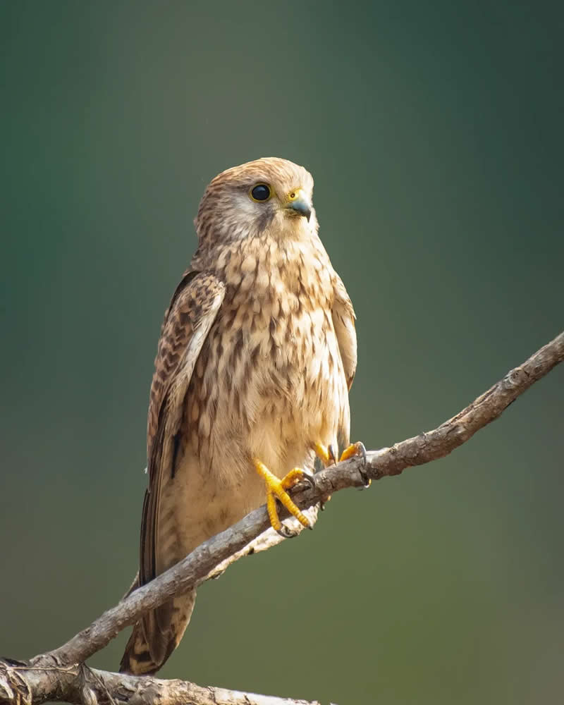 Indian Bird Photography by Grace Marian