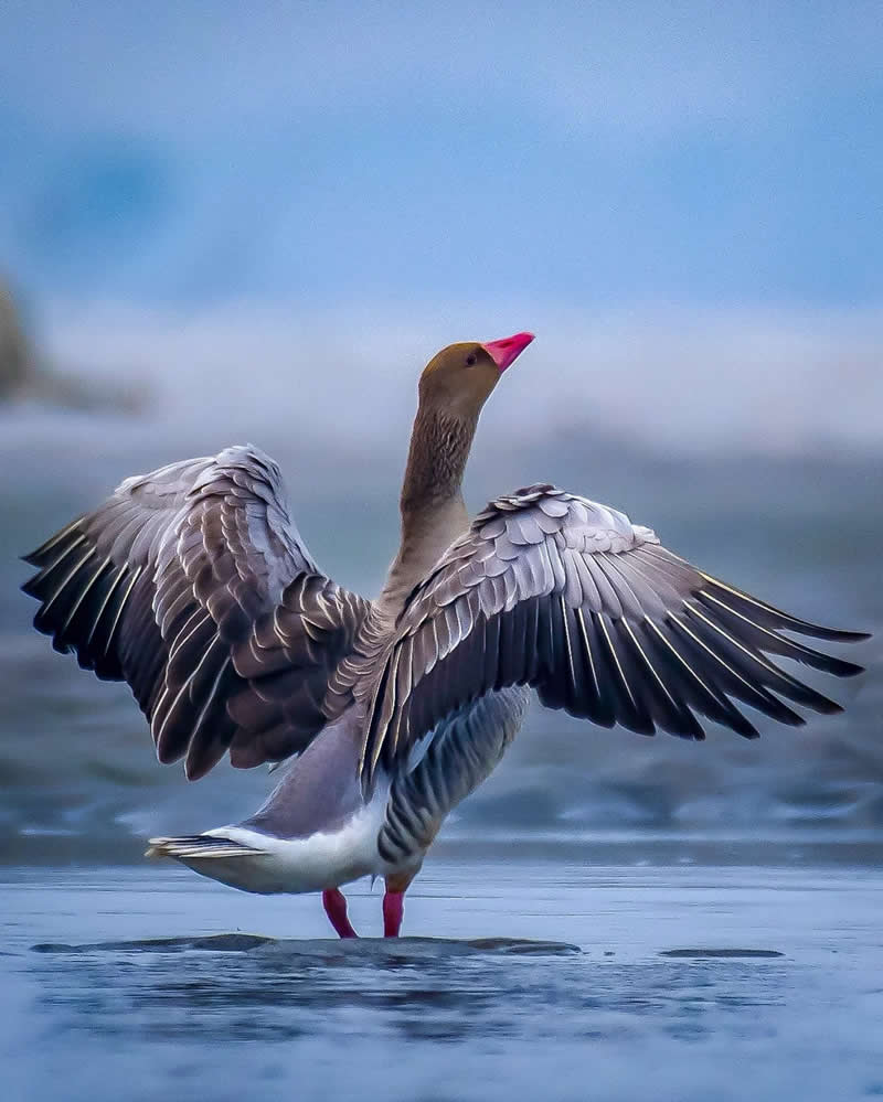 Indian Bird Photography by Grace Marian