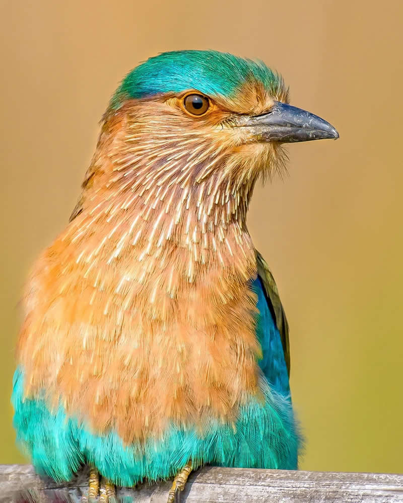 Indian Bird Photography by Grace Marian