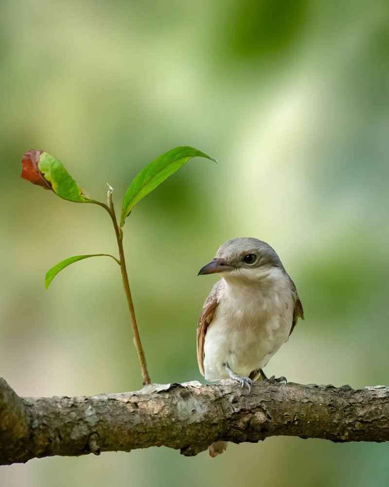 Indian Bird Photography by Grace Marian