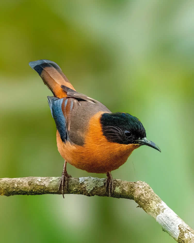 Indian Bird Photography by Grace Marian