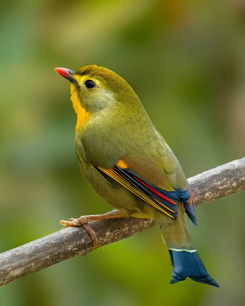 Indian Bird Photography by Grace Marian