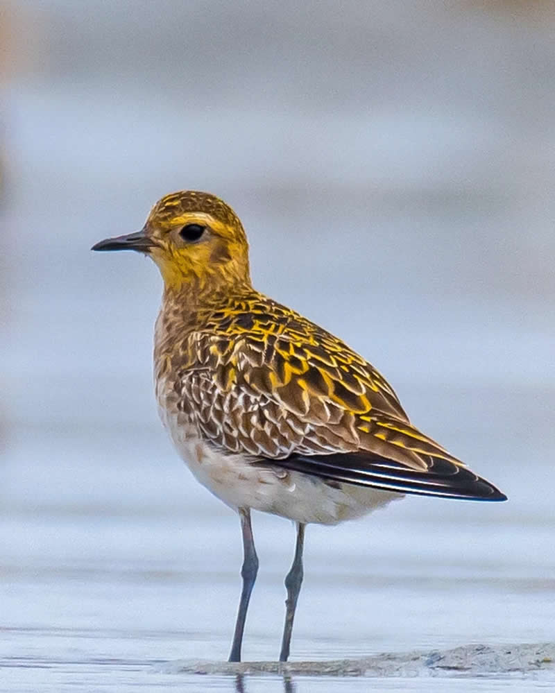 Indian Bird Photography by Grace Marian