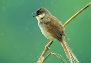 Indian Photographer Grace Marian Captures Stunning Photos of Birds in Their Natural Habitat