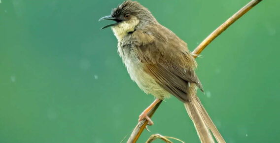 Indian Photographer Grace Marian Captures Stunning Photos of Birds in Their Natural Habitat