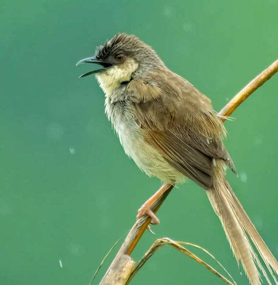 Indian Photographer Grace Marian Captures Stunning Photos of Birds in Their Natural Habitat