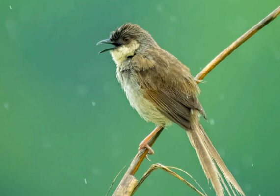 Indian Photographer Grace Marian Captures Stunning Photos of Birds in Their Natural Habitat