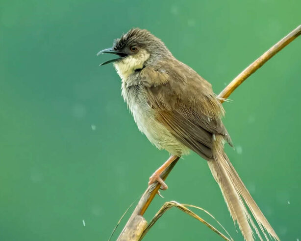 Indian Photographer Grace Marian Captures Stunning Photos of Birds in Their Natural Habitat