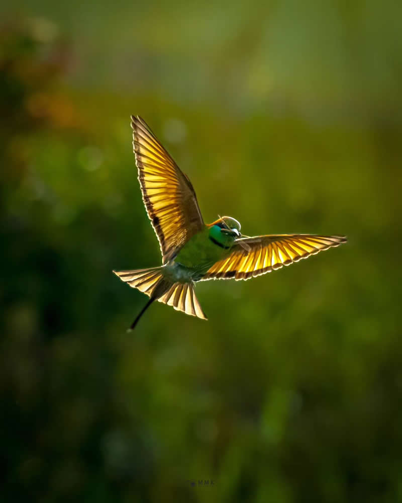 Indian Bird Photography by Manoj M Kumar