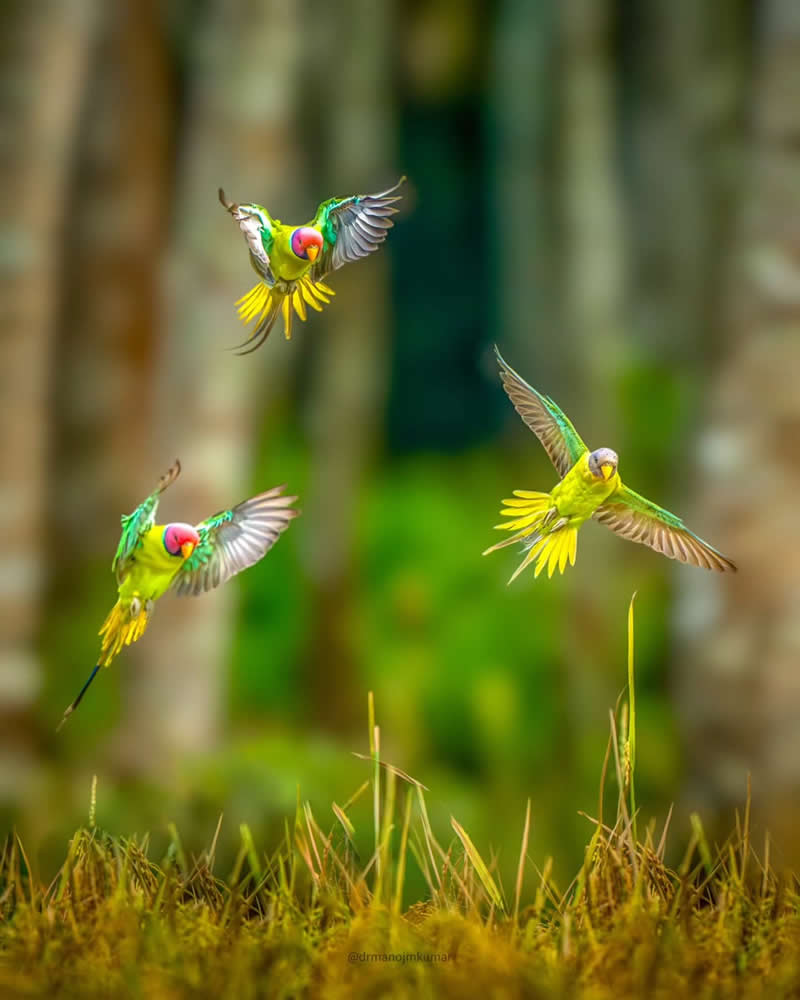 Indian Bird Photography by Manoj M Kumar