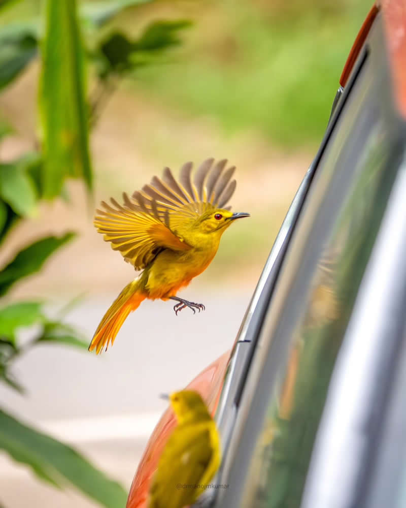 Indian Bird Photography by Manoj M Kumar