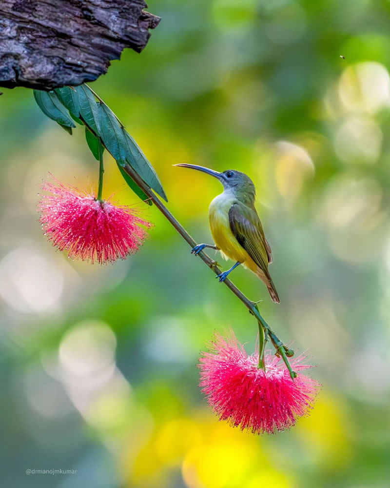 Indian Bird Photography by Manoj M Kumar