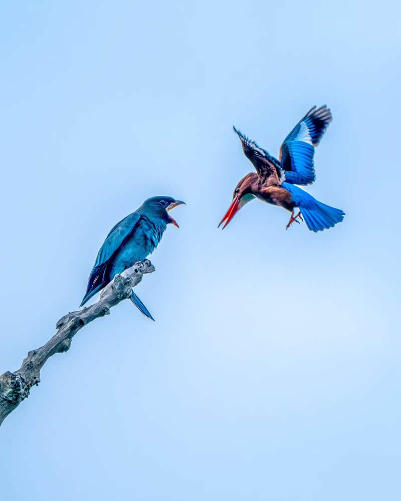 Indian Bird Photography by Manoj M Kumar