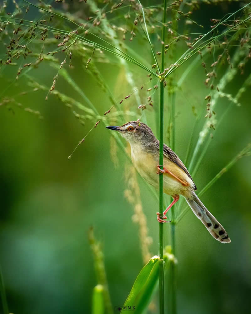 Indian Bird Photography by Manoj M Kumar