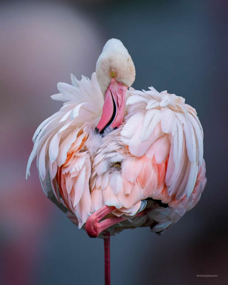 Indian Bird Photography by Manoj M Kumar