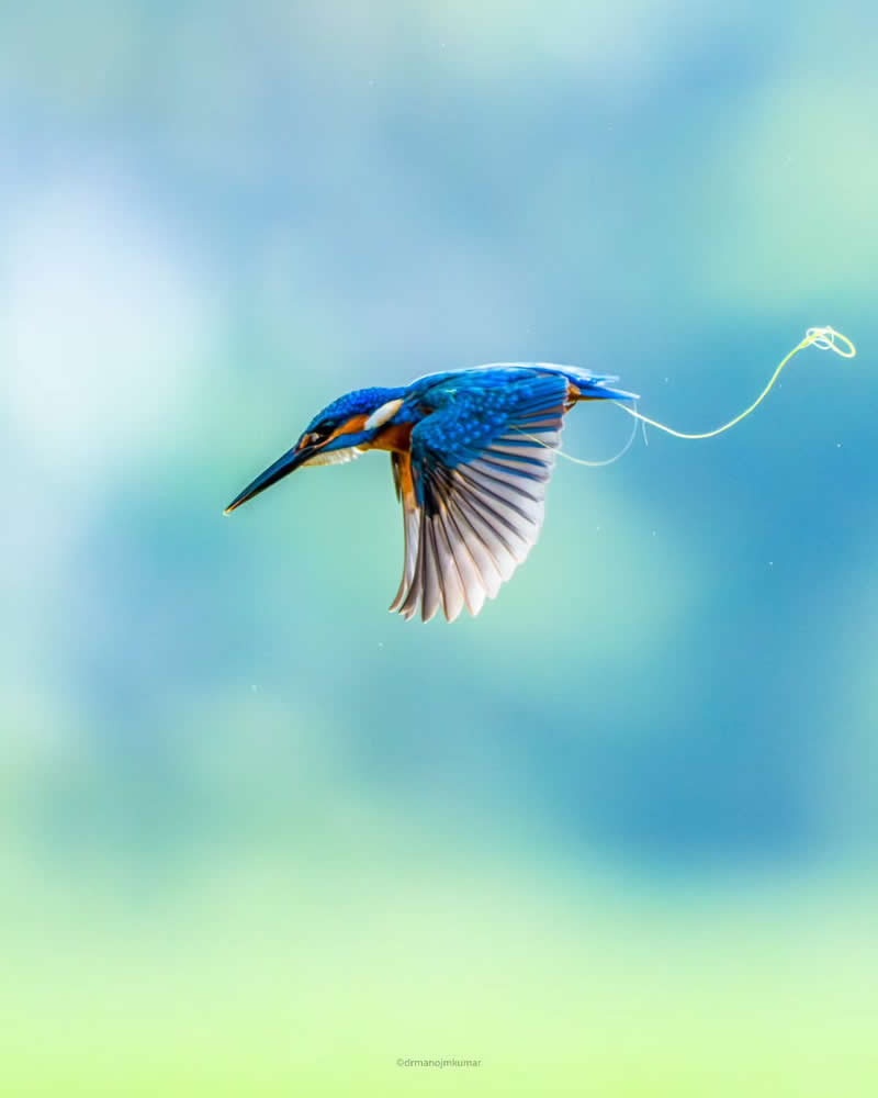 Indian Bird Photography by Manoj M Kumar