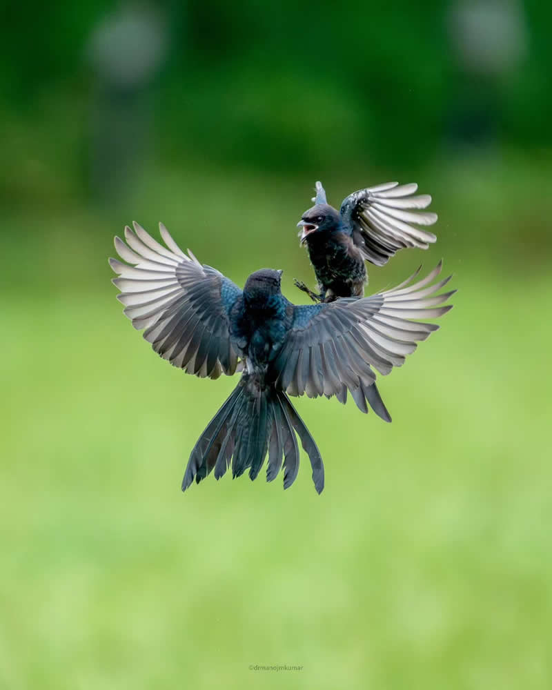 Indian Bird Photography by Manoj M Kumar