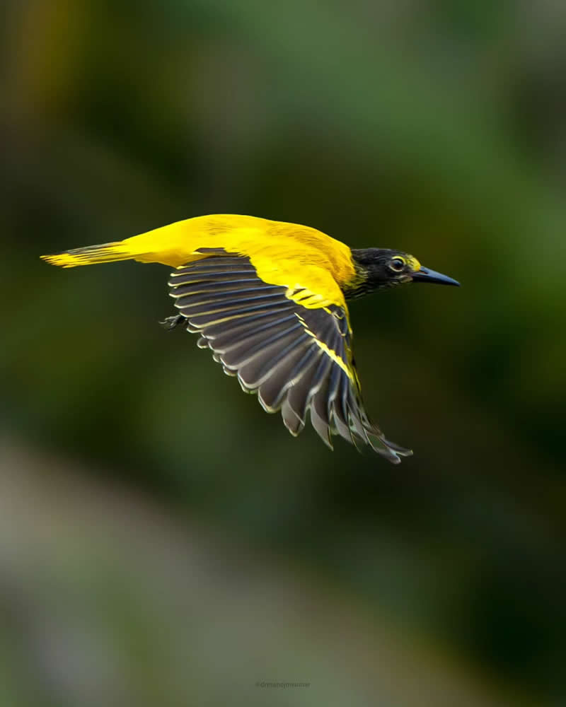 Indian Bird Photography by Manoj M Kumar