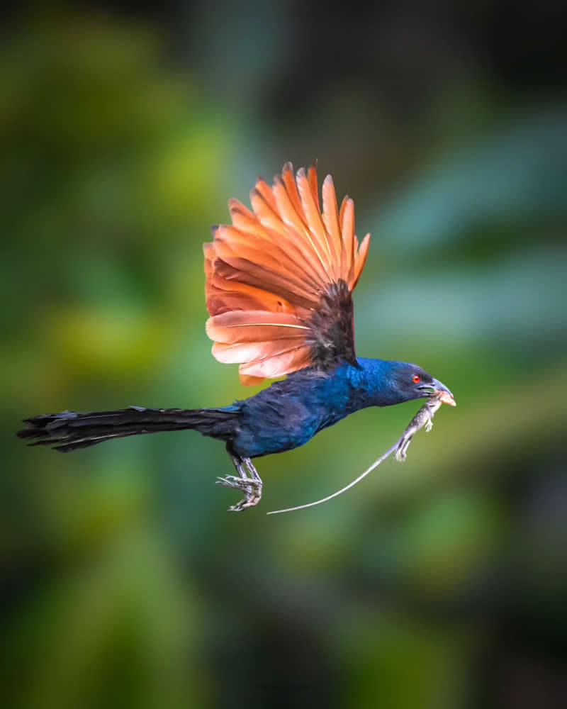 Indian Bird Photography by Manoj M Kumar