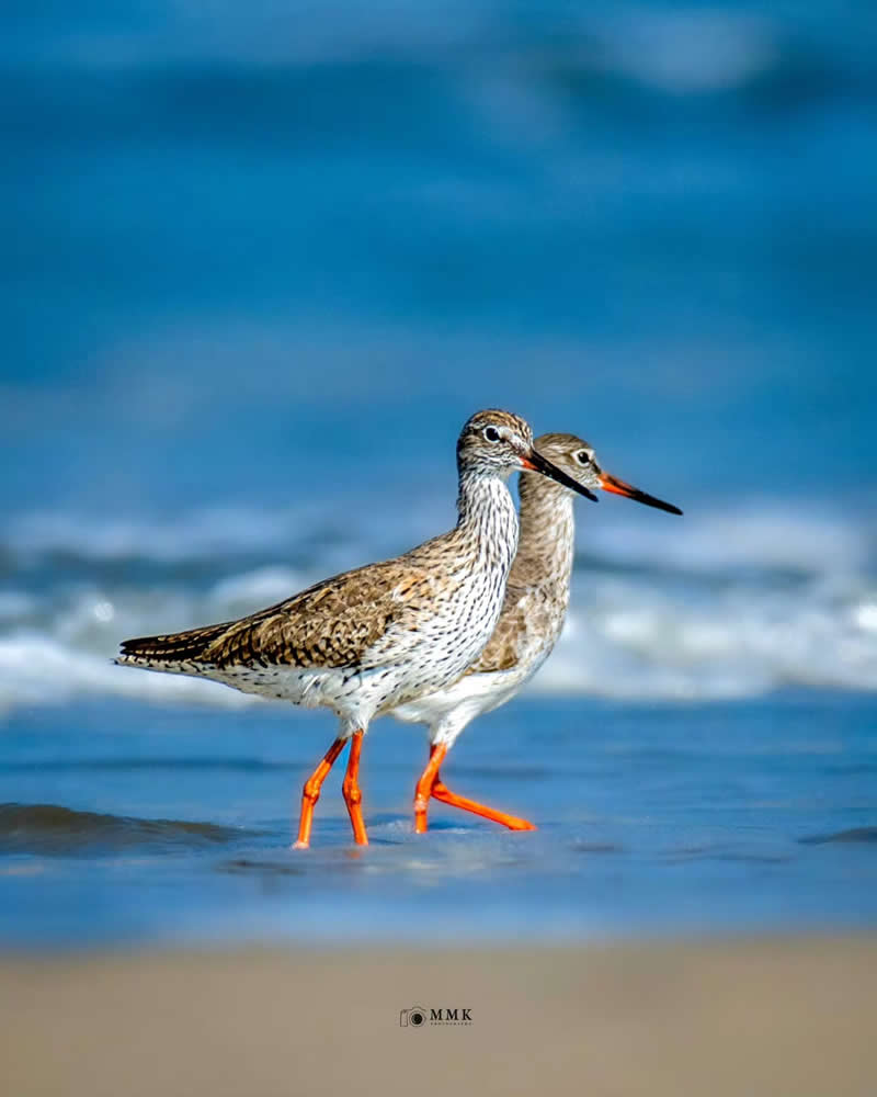 Indian Bird Photography by Manoj M Kumar