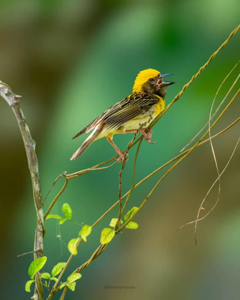 Indian Bird Photography by Manoj M Kumar