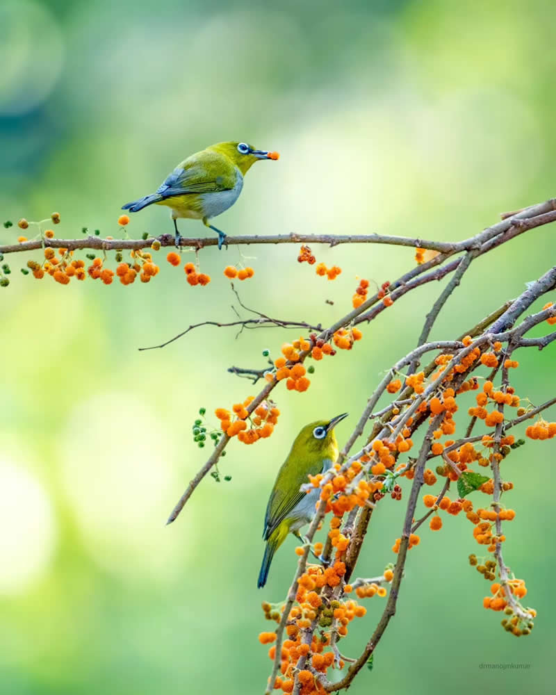 Indian Bird Photography by Manoj M Kumar