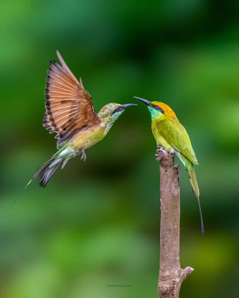 Indian Bird Photography by Manoj M Kumar