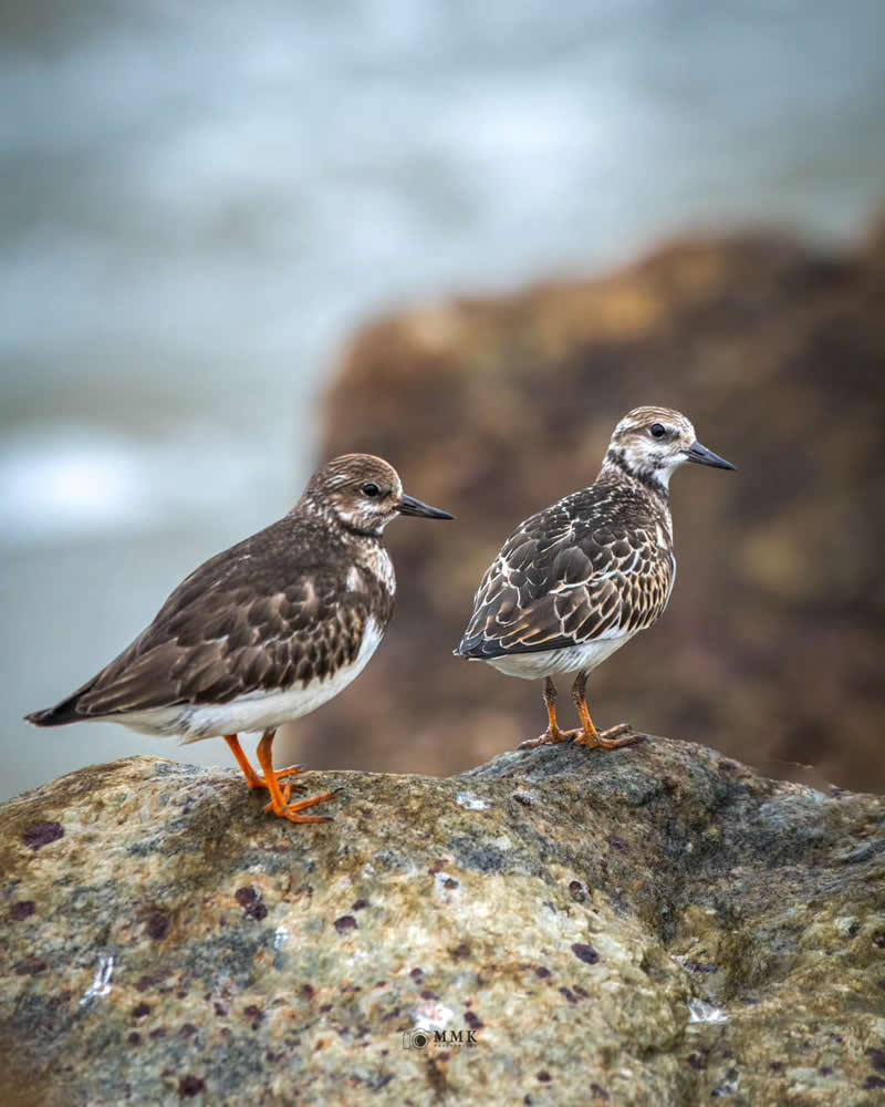 Indian Bird Photography by Manoj M Kumar