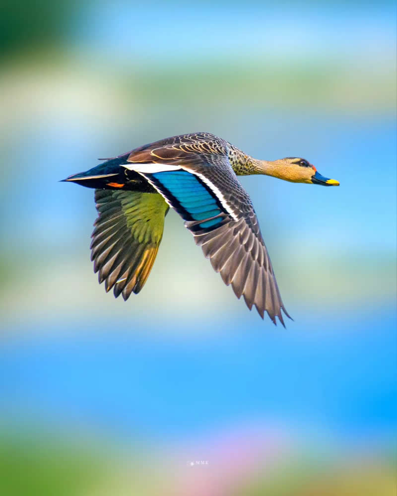 Indian Bird Photography by Manoj M Kumar