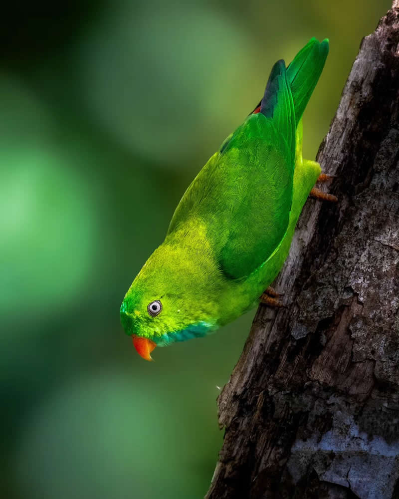 Indian Bird Photography by Manoj M Kumar