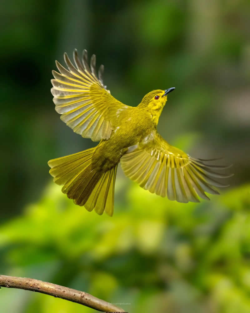 Indian Bird Photography by Manoj M Kumar