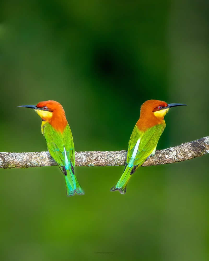 Indian Bird Photography by Manoj M Kumar