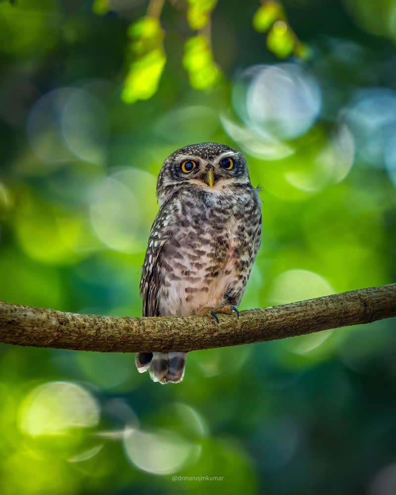 Indian Bird Photography by Manoj M Kumar