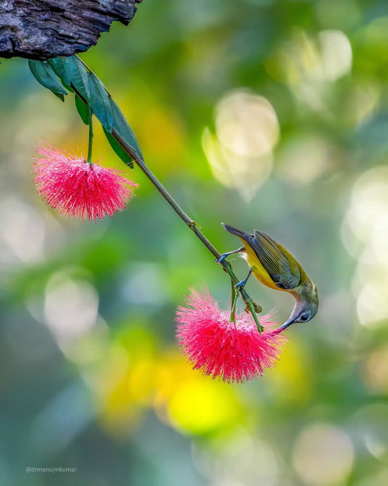 Indian Bird Photography by Manoj M Kumar