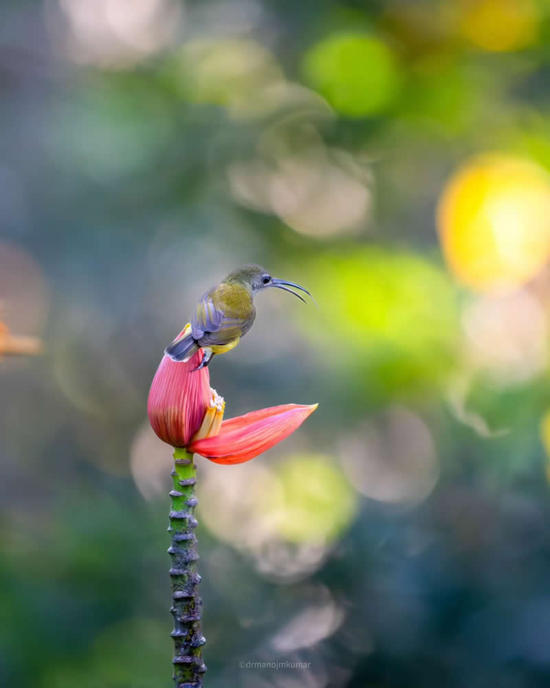 Indian Bird Photography by Manoj M Kumar