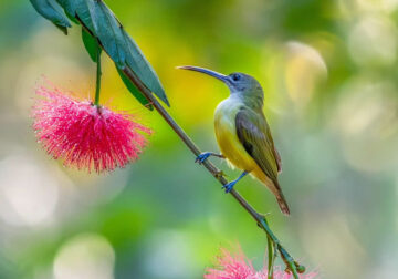 Nature Photographer Manoj M Kumar Captures Mesmerizing Bird Photos in Indian Forests