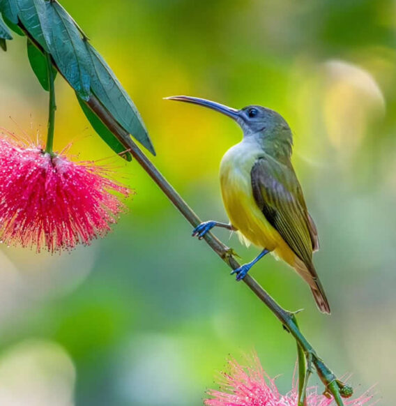 Nature Photographer Manoj M Kumar Captures Mesmerizing Bird Photos in Indian Forests