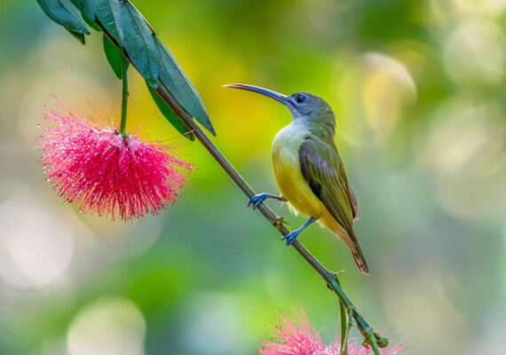 Nature Photographer Manoj M Kumar Captures Mesmerizing Bird Photos in Indian Forests