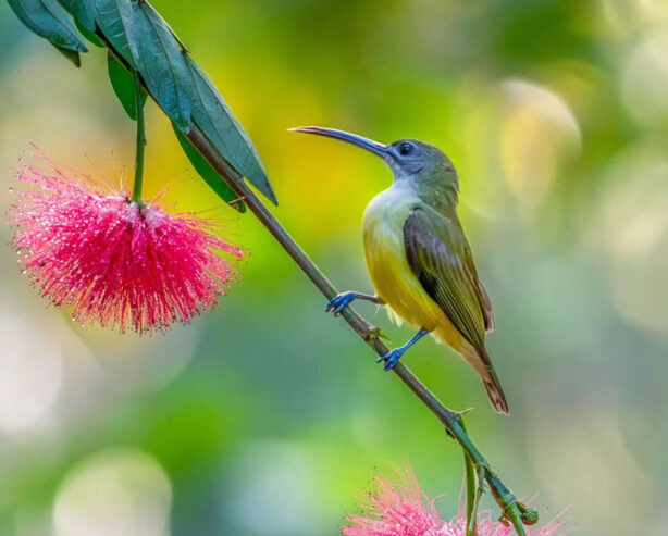 Nature Photographer Manoj M Kumar Captures Mesmerizing Bird Photos in Indian Forests