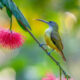 Indian Bird Photography by Manoj M Kumar