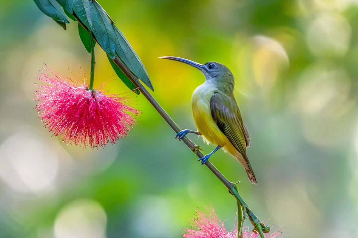 Indian Bird Photography by Manoj M Kumar