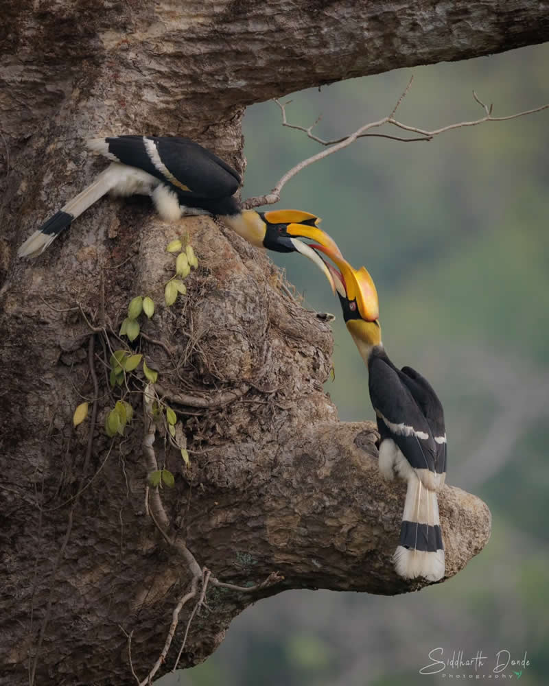 Indian Bird Photography by Siddharth Donde