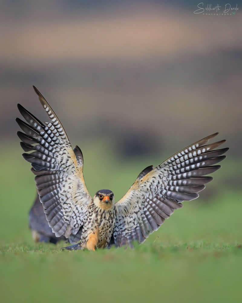 Indian Bird Photography by Siddharth Donde