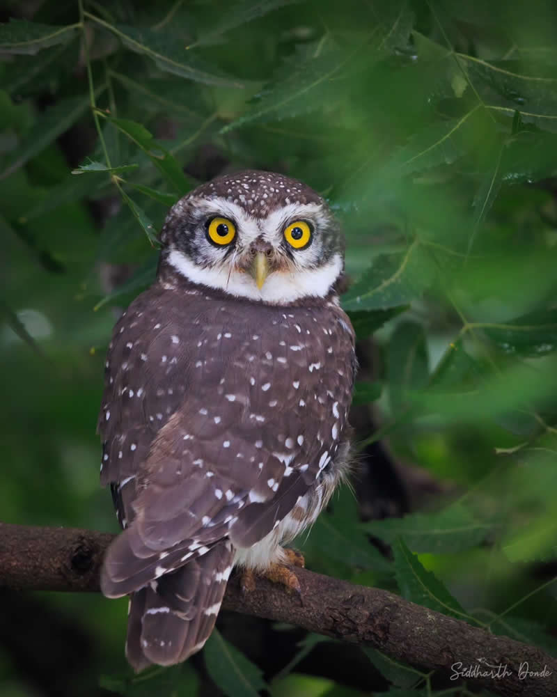 Indian Bird Photography by Siddharth Donde