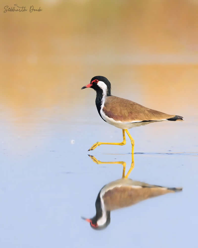 Indian Bird Photography by Siddharth Donde