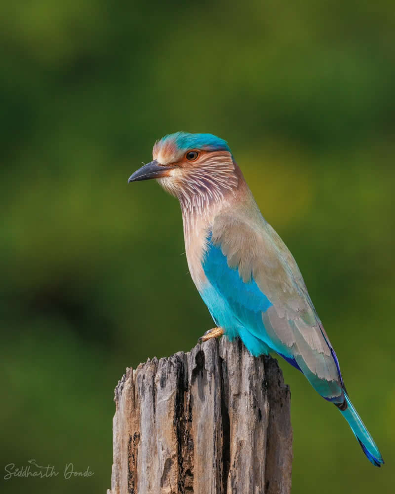 Indian Bird Photography by Siddharth Donde