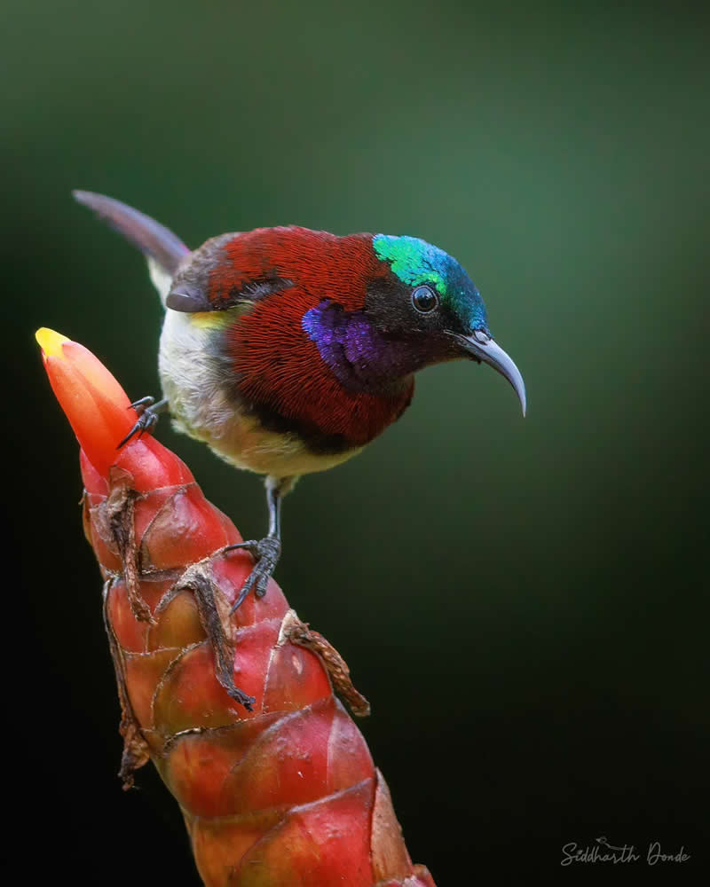 Indian Bird Photography by Siddharth Donde