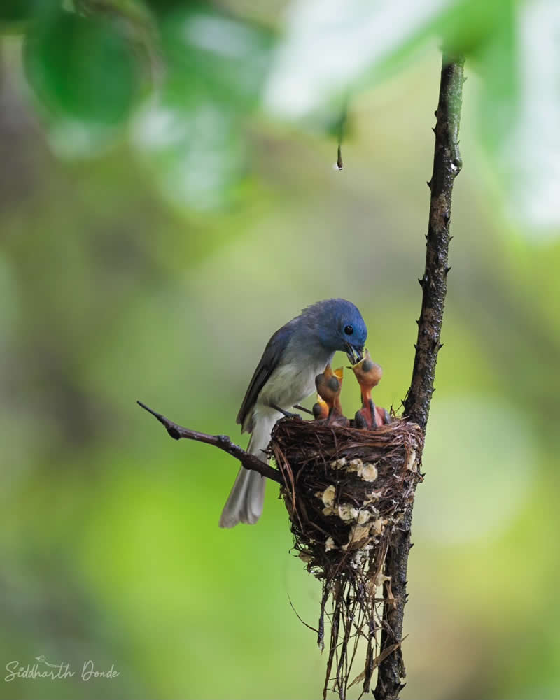 Indian Bird Photography by Siddharth Donde