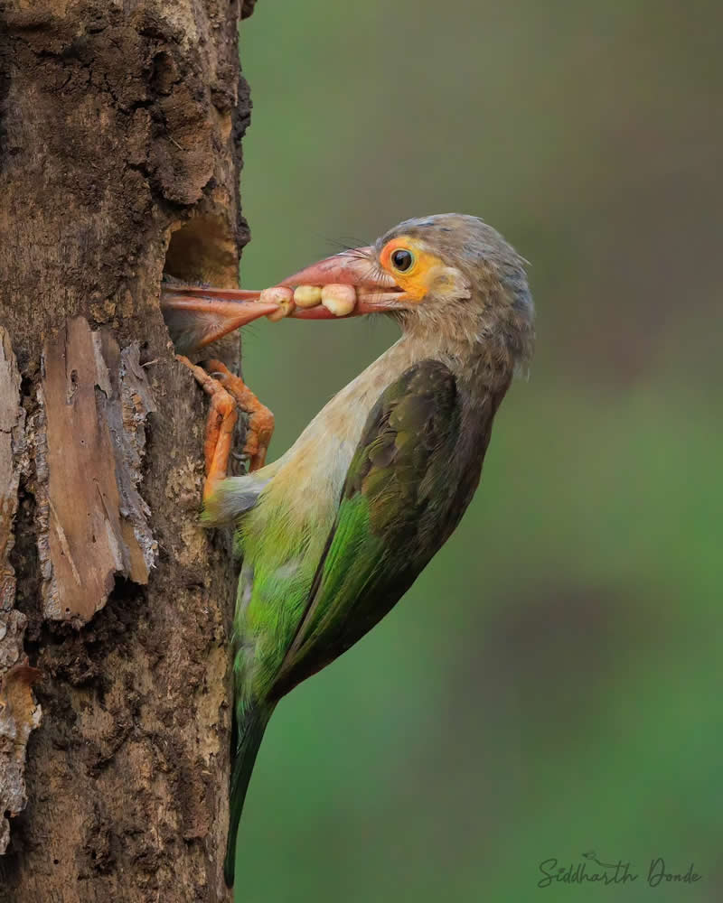 Indian Bird Photography by Siddharth Donde